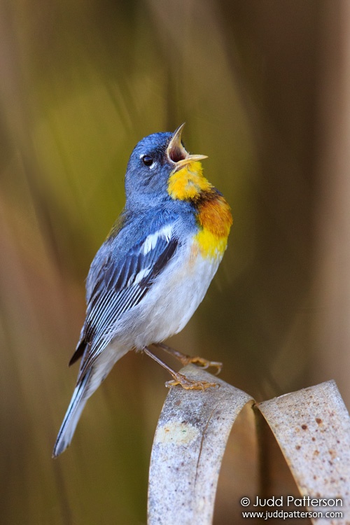 Northern Parula, Dinner Island Ranch Wildlife Management Area, Hendry County, Florida, United States